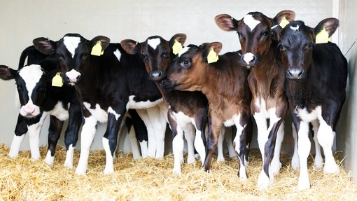 A row of calves standing on some straw.