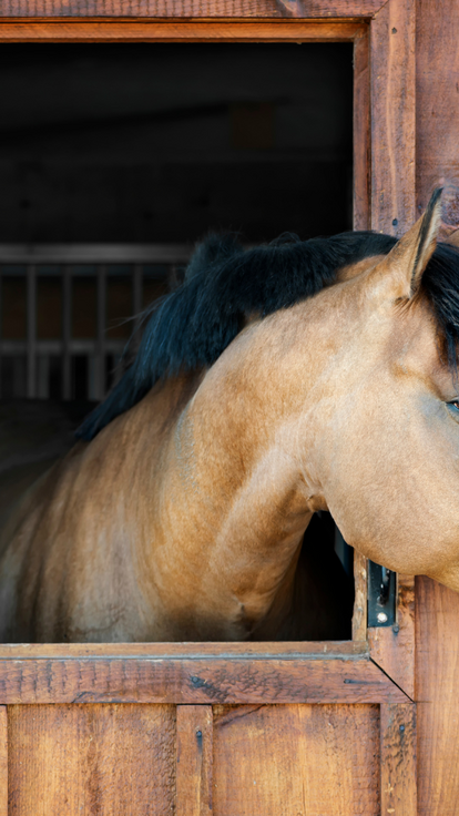 a horse with head outside stable