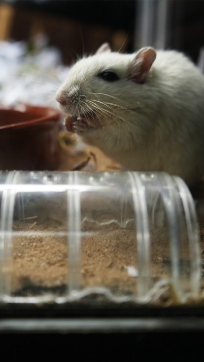 A mouse in his enclosure with a tunnel in the foreground