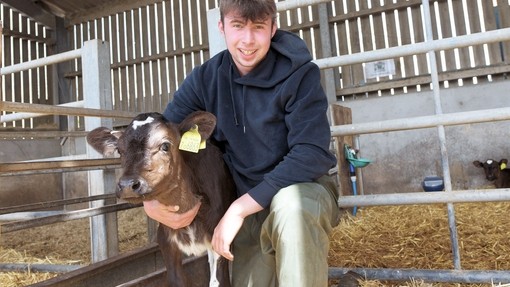 a boy in a barn with a young calf