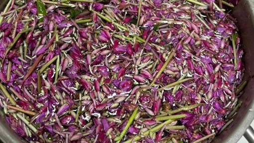Rosebay Willow in a pan