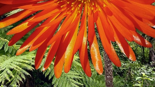 An orange African succulent flower with a backdrop of sub tropical ferns