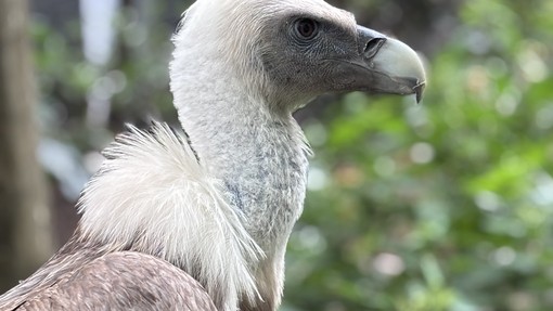 A bird of prey