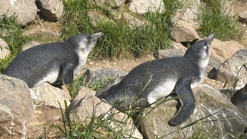 Animals at a local zoo on rocks