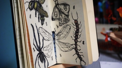 A page in a sketch book which has lots of hand drawn insects and a bee and a spider and millipede. It's all in black and white 