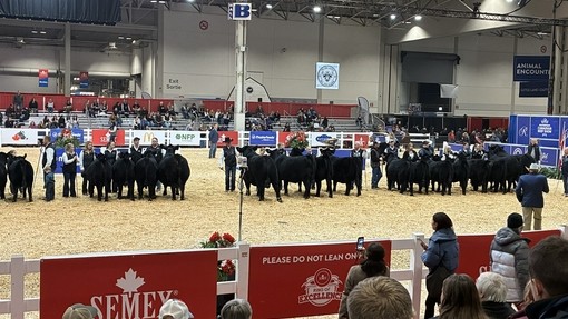 Picture of an agri mart / arena