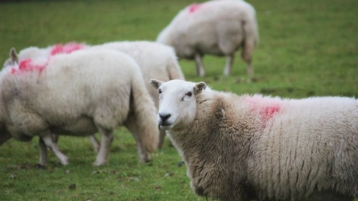 Sheep in a field with red dye branding on them one looking towards the camera