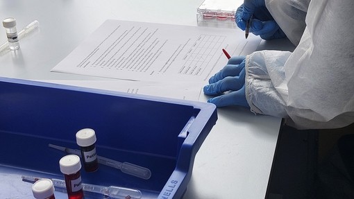 Just hands in gloves working with a blue tray containing blood samples