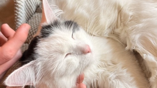 A white cat lying on a chair being stroked. The cat cafe as was mentioned in a student quote.