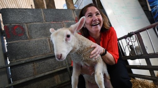 The minister in a pen holding a lamb