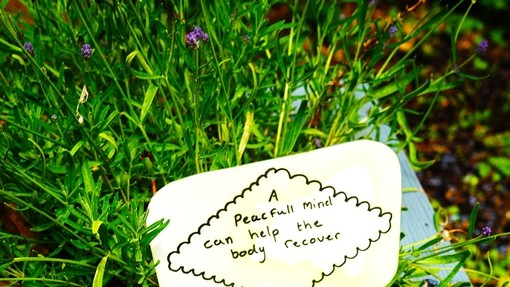 A biggish plant in a pot outside with the message 'a peaceful mind can help the body recover'