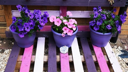 Colourful wooden palette white pink and purple with matching colour flowers and pots
