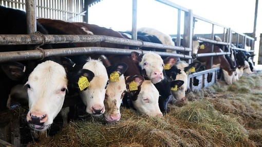 A row of dairy cows munching on hay
