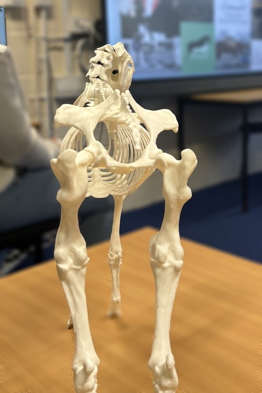 A part skeleton of a horse, scaled down drastically, on a desk