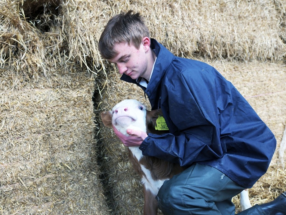 A student with a calf.