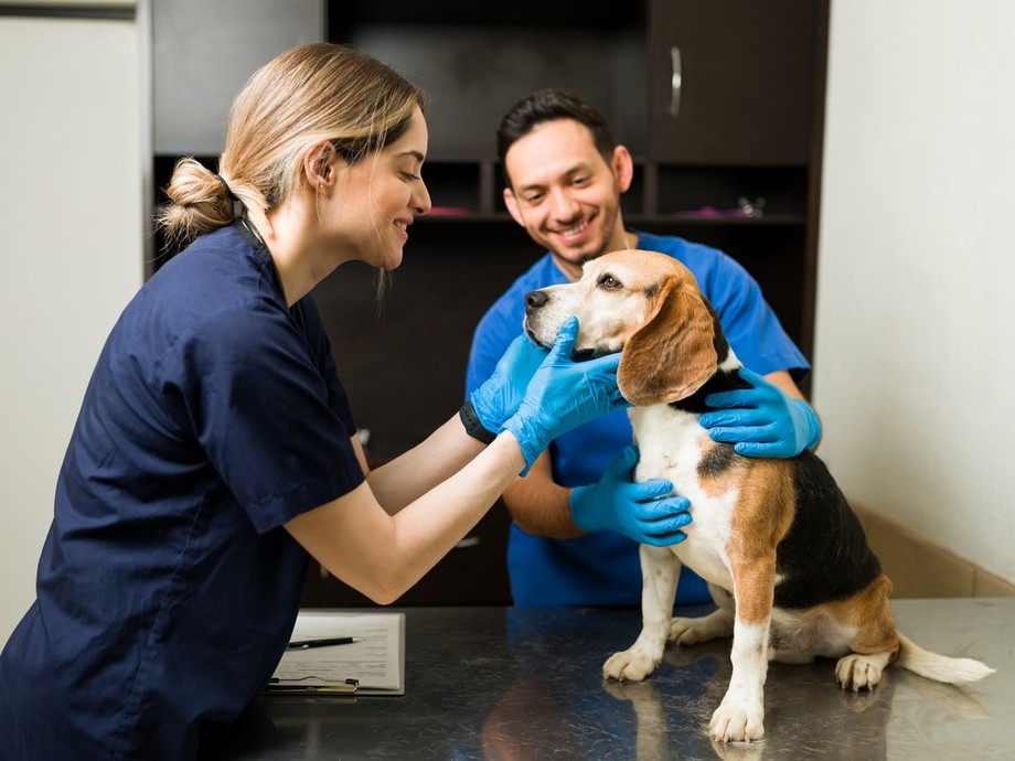 Two people in vet uniforms looking at a beagle.