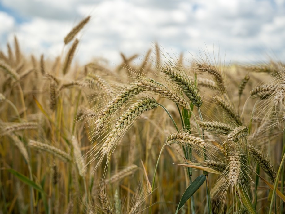close up of grain in a field