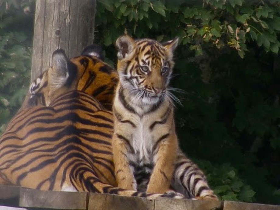 Two tigers