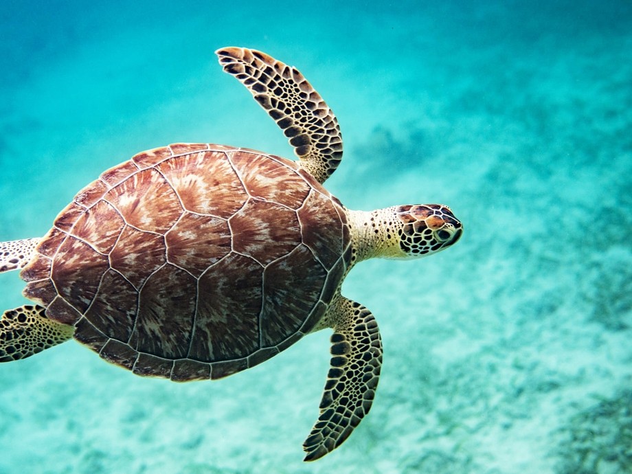 sea turtle in turquoise water