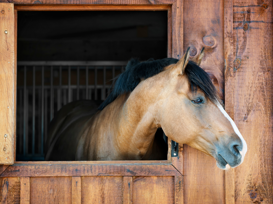 a horse with head outside stable