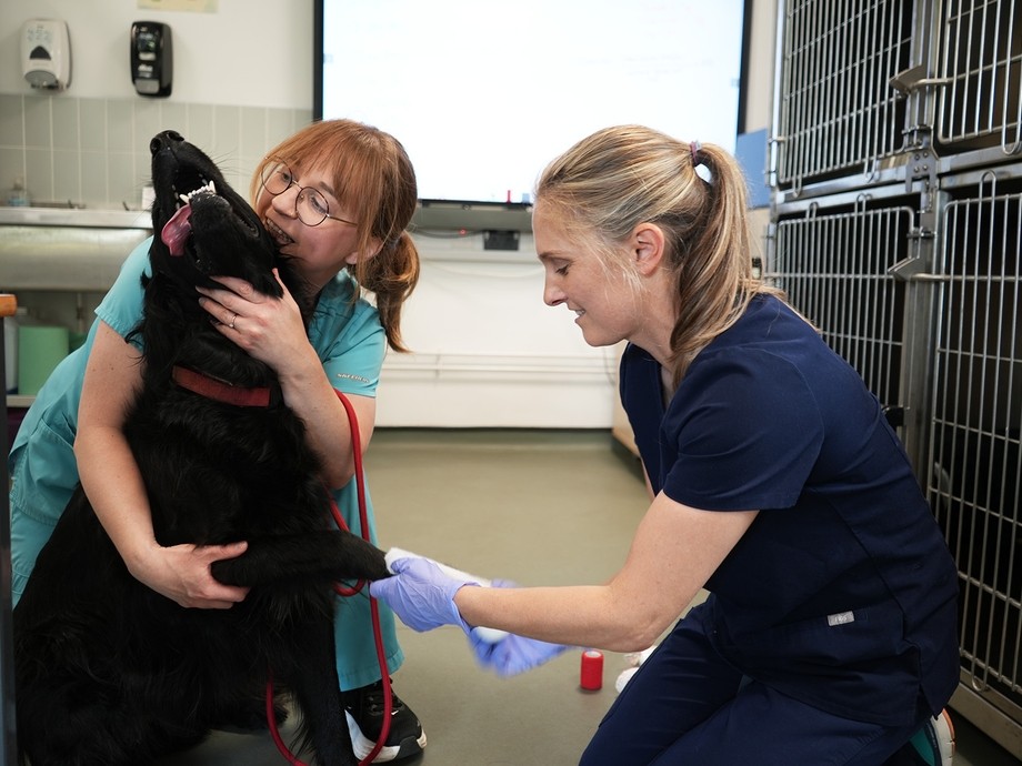 Two students kneeling applying a treatment to a dog