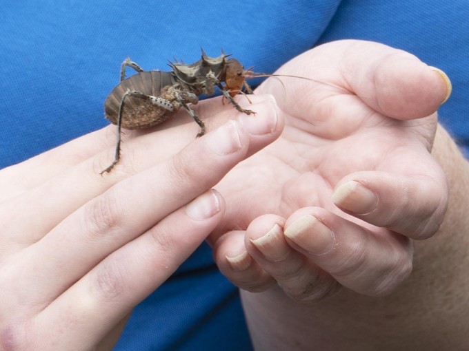 Hands holding an insect