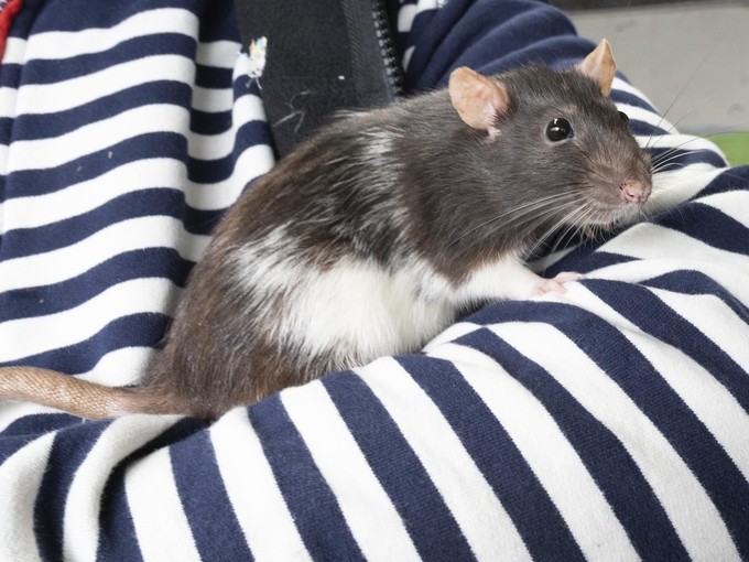 A student with a ferret