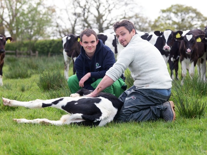 2 boys kneeling next to a calf lying on the floor