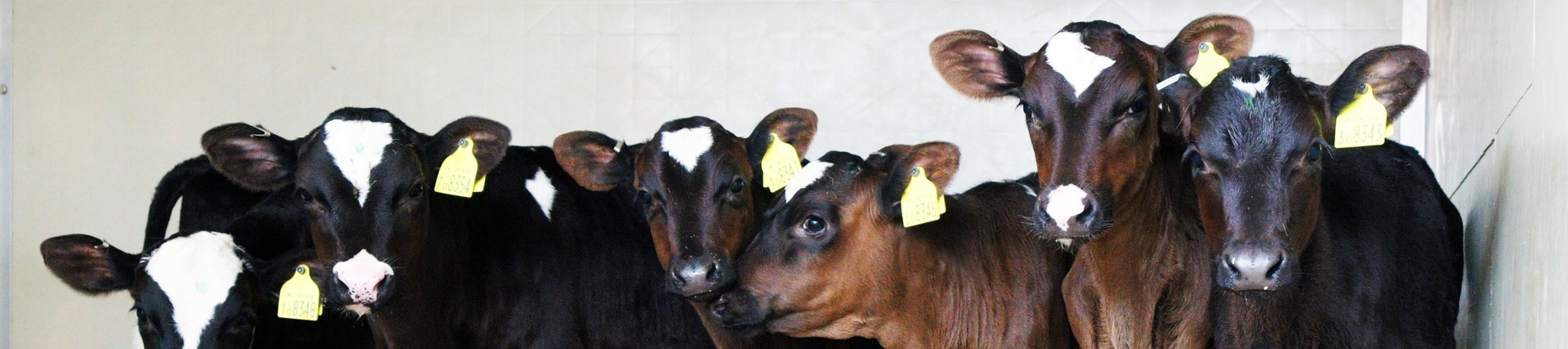 A group of calfs together.