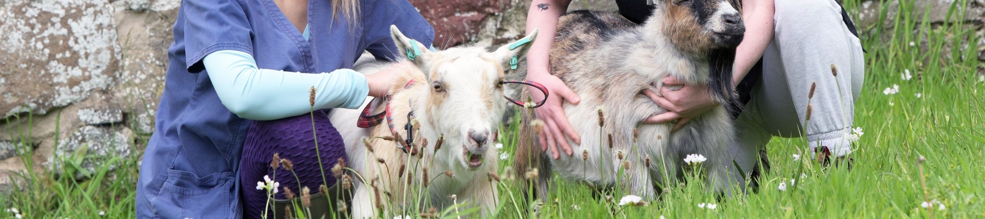 Two students looking after goats.