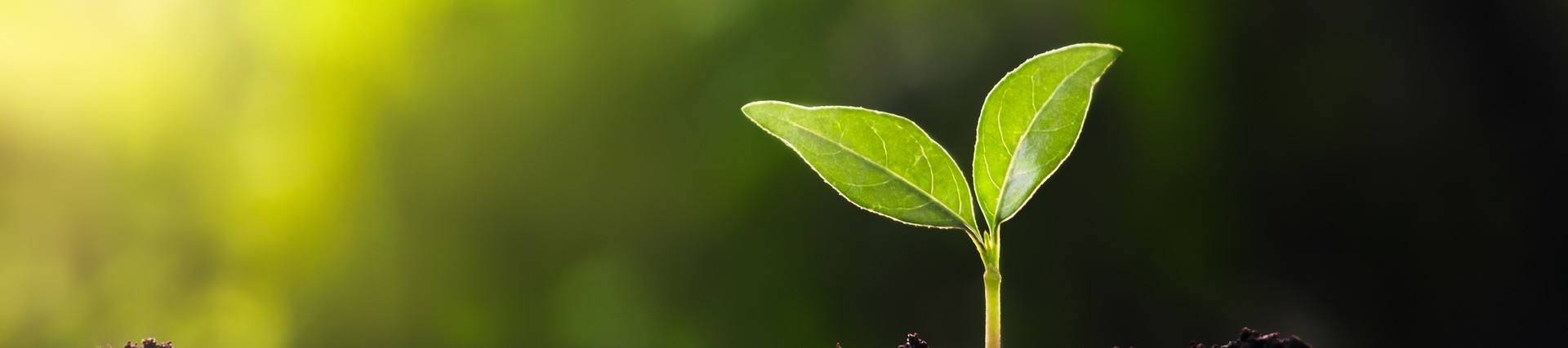 The beginnings of a green plant growing from soil