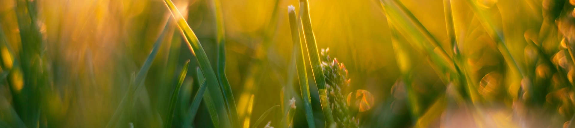 Close up shot of a field, the sun shining in the background