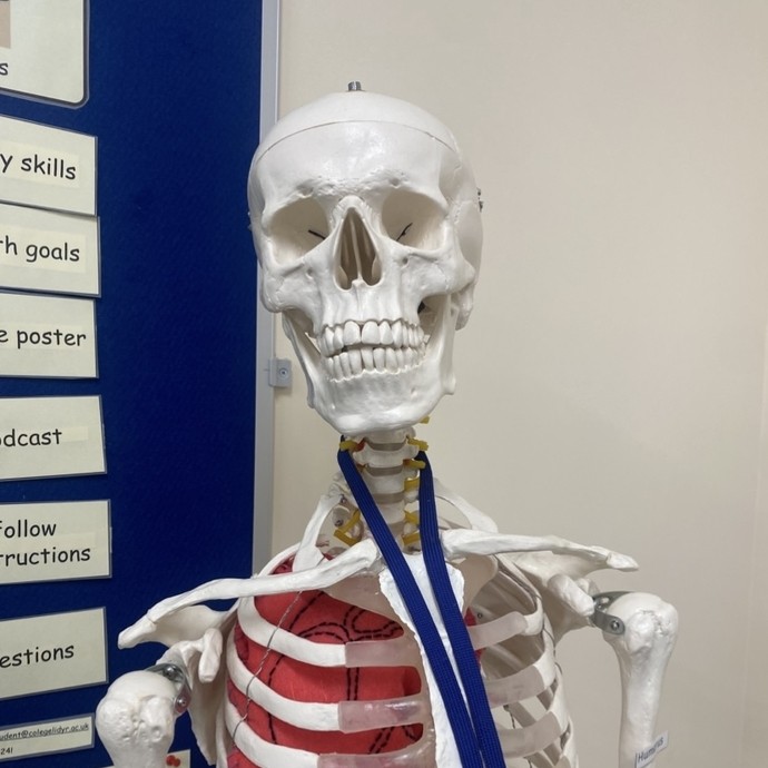 Bob the skeleton